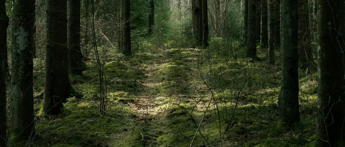 Ein schmaler Pfad führt zwischen Bäumen über einen moosigen Waldboden.