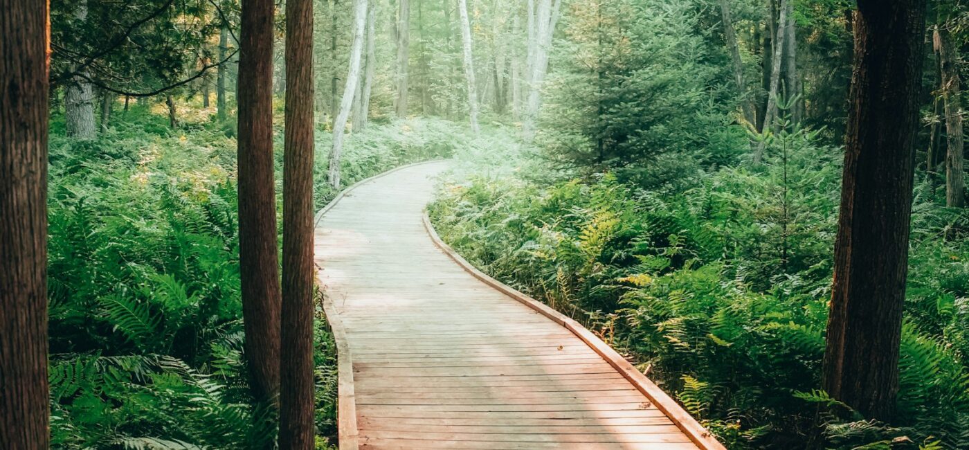 Ein geschwungener Holzsteg führt zwischen Farnen und Bäumen durch einen sonnigen Wald.