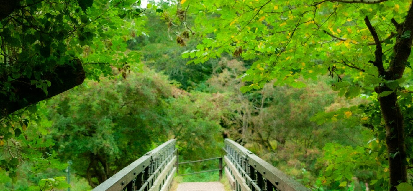 Eine Holzbrücke führt zwischen dicht belaubten Bäumen in einen grünen Wald.