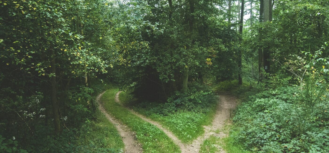 Ein Waldweg teilt sich in zwei Richtungen zwischen grünen Bäumen.
